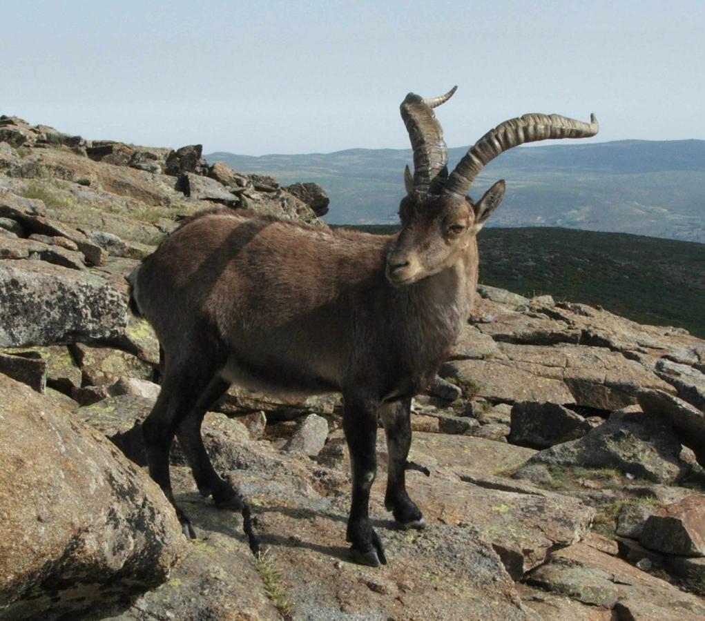La Nava De Gredos Acogedor Piso Con Vistas Διαμέρισμα Navarredonda de Gredos Εξωτερικό φωτογραφία